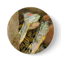 2 Turtles buttons
