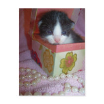 2 week kitten postcards