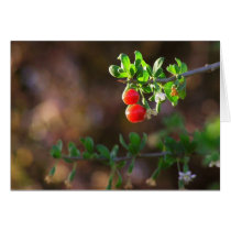 2BERRIES cards