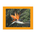 2nd Bird of Paradise Postcard