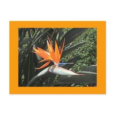 2nd Bird of Paradise Postcard by sunsett76