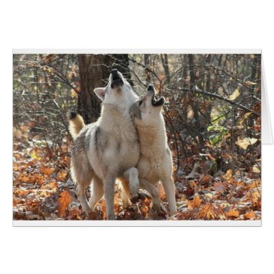 2wolves greeting card by kathiscc