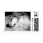 311-Beagle NAP! postage