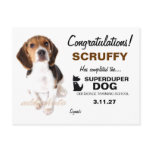 311-Super Duper Dog Certificate Postcards