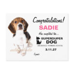 311-Super Duper Dog Female Certificate Postcards