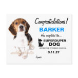 311-Super Duper Dog Male Certificate Postcards