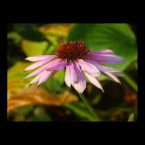 $34.95 Poster: Flower near Dusk posters