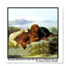 34b Golden Retriever,Irish Setter and Gordon Sette posters