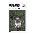 35-5-11 Squirrel Postage Stamps