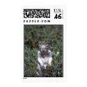 35-5-11 Squirrel postage by chaire 35-5-11 Squirrel postage