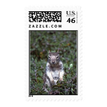 35-5-11 Squirrel postage by chaire 35-5-11 Squirrel postage