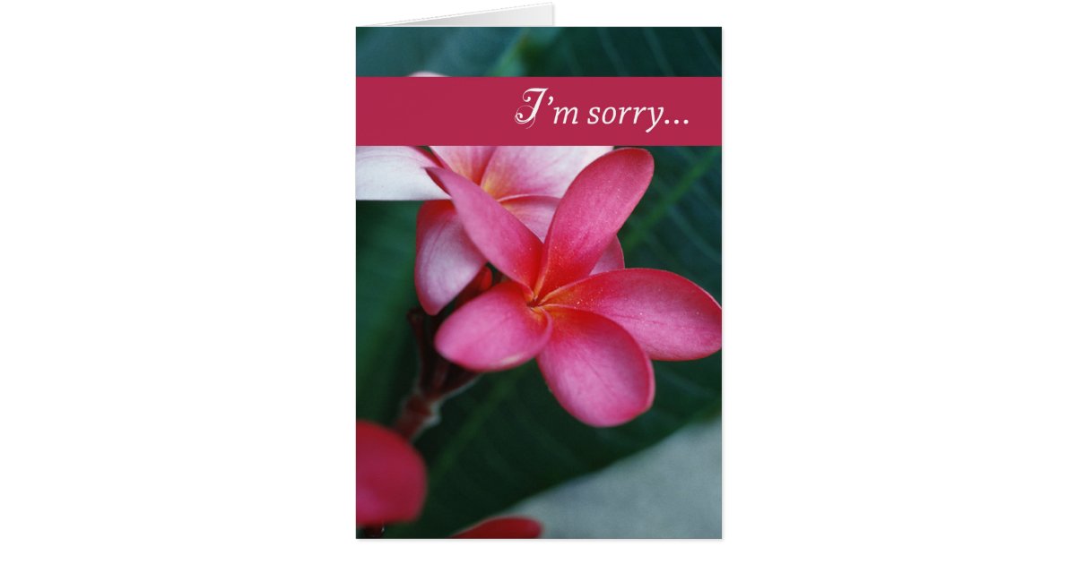 3747 Apology Flower Card Zazzle