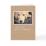 3780 Get Well, Dog Card