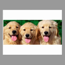 3 Amigos postcards