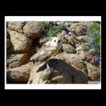 3 Barn Owls Scaling Boulders postcards