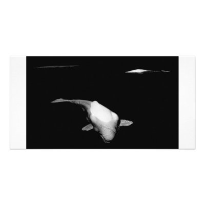 3 beluga Whales Personalized Photo Card by Scottjessuk