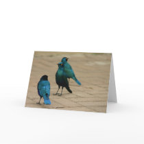 3 Blue-eared Starlings Card