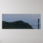 3 Buzzards posters