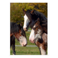 3 Clydesdale heads Postcard