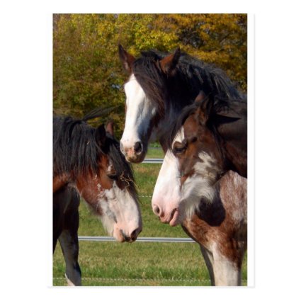 Clydesdale Draft Horses standing together featured on a draft horse postcard