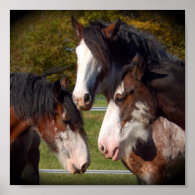 3 Clydesdale Heads Print