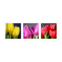 3 Colors Tulips Poster posters