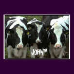 3 cow