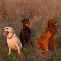 3 Crazy Puppies at Shell Ridge photo sculptures