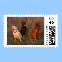 3 Crazy Puppies at Shell Ridge Postage postage by yeewiz 3 Crazy Puppies at Shell Ridge Postage postage