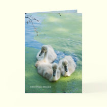 3 Cygnets in Algae cards
