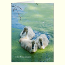 3 Cygnets in Algae cards
