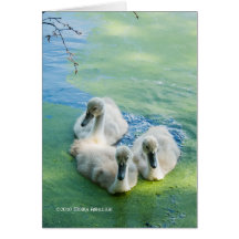 3 Cygnets in Algae Cards