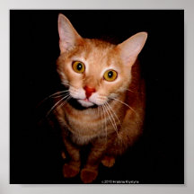 3-D ABYSSINIAN CAT PRINT