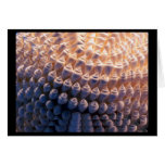 3-D shell Ball Cards