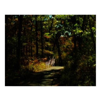 3 Deer Canvas Print print