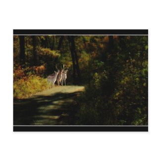 3 Deer postcard