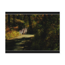 3 DEER postcards