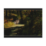 3 DEER POSTCARDS