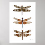 3 Dragonfly Species Art Poster