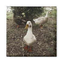 3 Ducks - magnet by fangedfaerie 3 Ducks - magnet