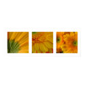 3 Gerberas Poster posters