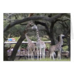 3 Giraffe at Safari Card
