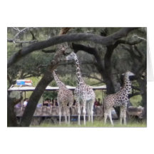 3 Giraffe at Safari Card