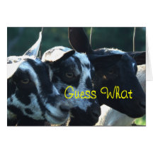 3 Goat Kids- customize any occasion Card