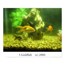 3 Goldfish posters by JLWinther 3 Goldfish posters