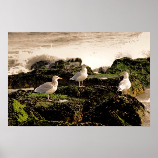 3 Gulls Poster