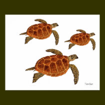 3 Hawksbill Turtles posters