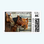 3 Horse Heads Postage Stamp stamps
