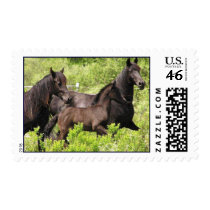 3 horses postage stamps #1 by RookyStudios 3 horses postage stamps #1