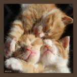 3 Kittens Print posters